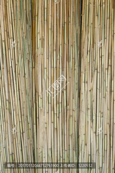 葦藤