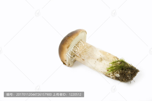 美味牛肝菌