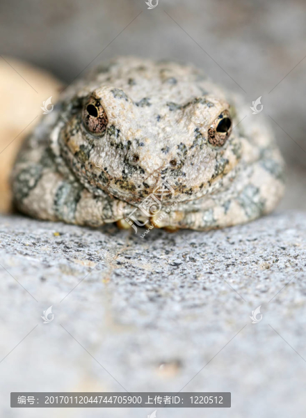 峽谷樹(shù)蛙-匯圖網(wǎng) www.fosd68.com 峽谷樹(shù)蛙