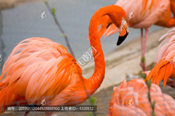 紅火鳥