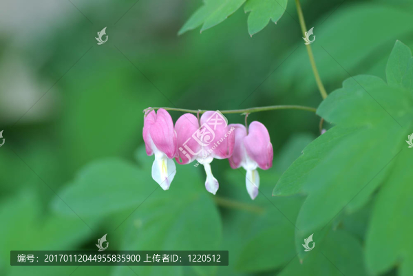 粉紅色的流血的心