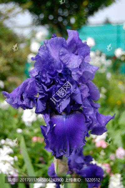 藍(lán)色鳶尾；莫奈的花園