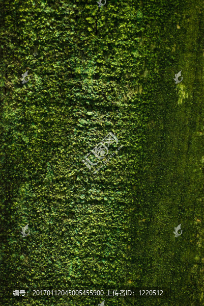 柵欄板；苔蘚