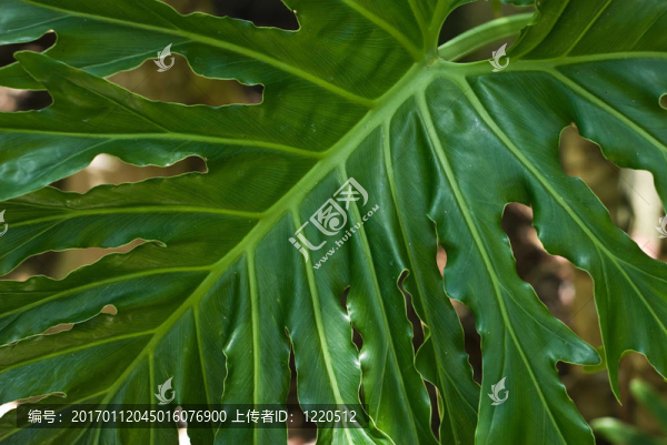 喜林芋葉；模式