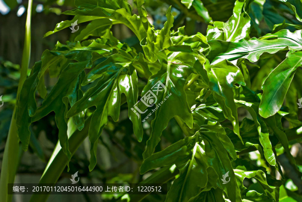喜林芋屬植物