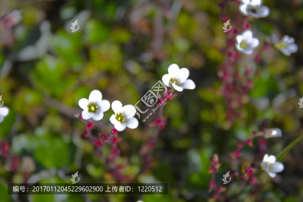 北極花