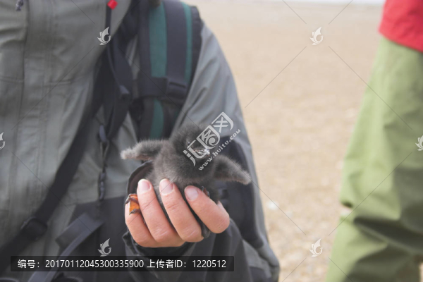 北極鳥類研究