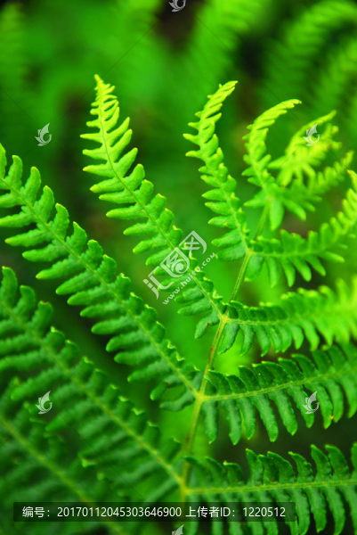 Fern葉