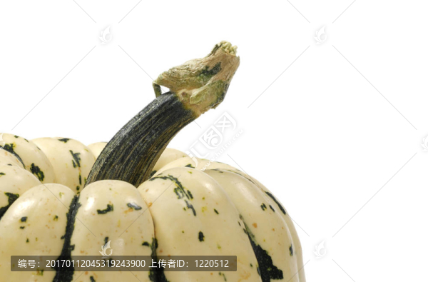 南瓜莖