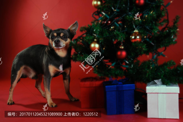 奇瓦瓦與圣誕樹