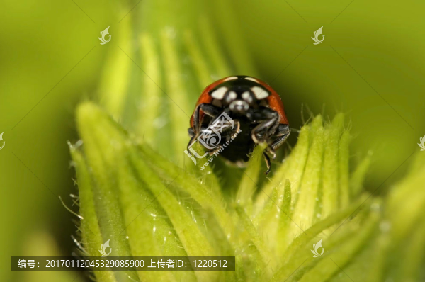 瓢蟲(chóng)