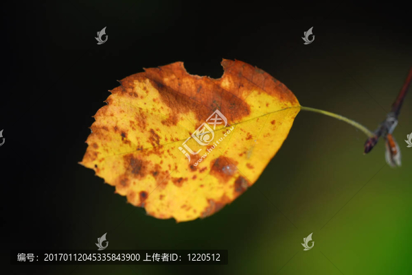 秋天的葉子