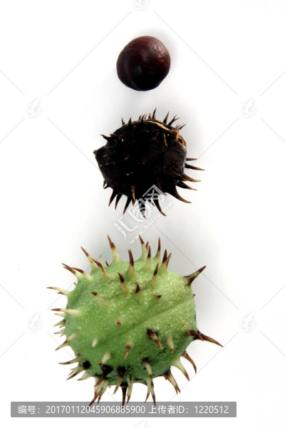 在秋季，分離板栗