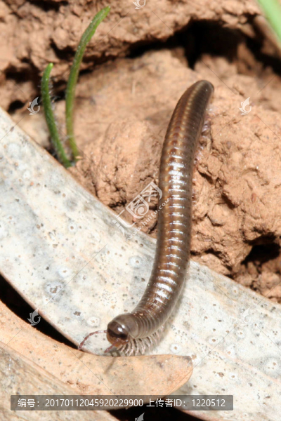 千足蟲(chóng)-匯圖網(wǎng) www.fosd68.com 千足蟲(chóng)