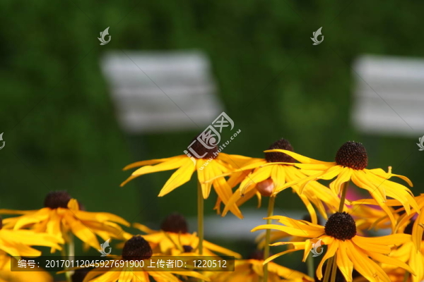 花園
