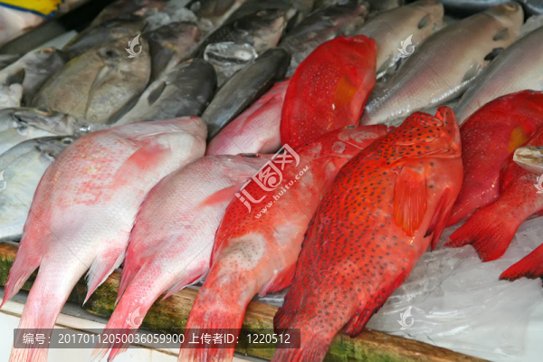魚市場