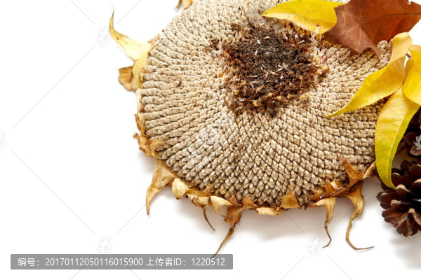 紅葉的安排