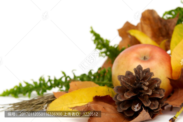 紅葉的安排
