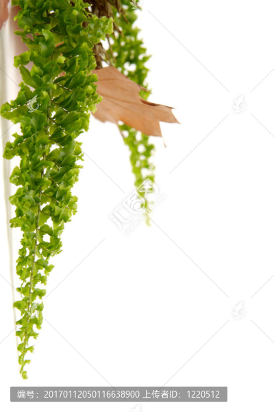 紅葉的安排