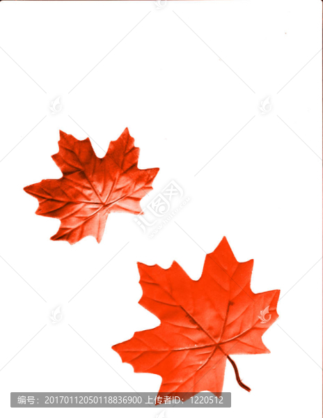 火紅的葉子
