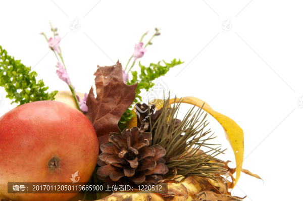 紅葉的安排