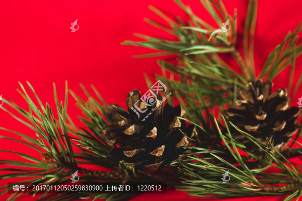 松樹和小枝