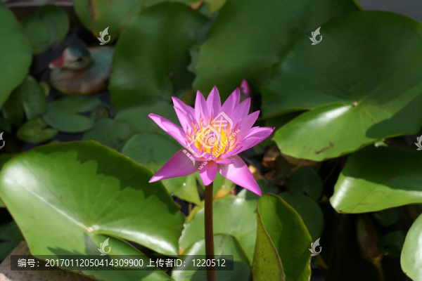 蓮花