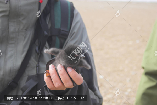 北極鳥類研究
