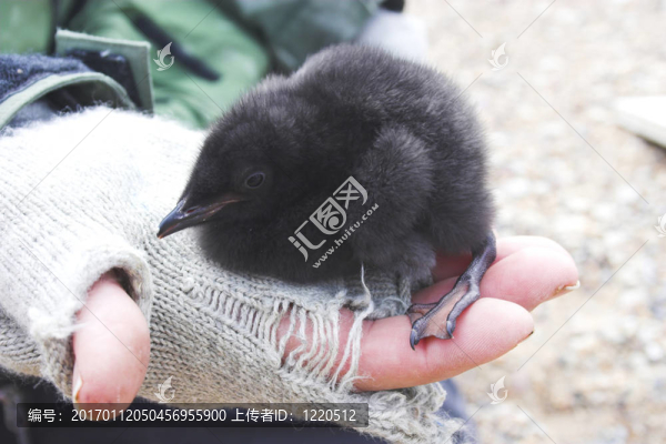 北極鳥類研究