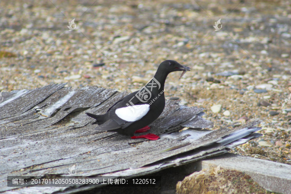 北極鳥(niǎo)與魚(yú)