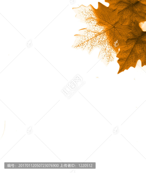 楓-匯圖網(wǎng) www.fosd68.com 楓