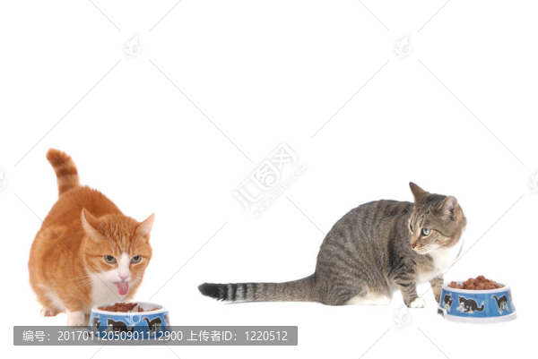 兩吃貓