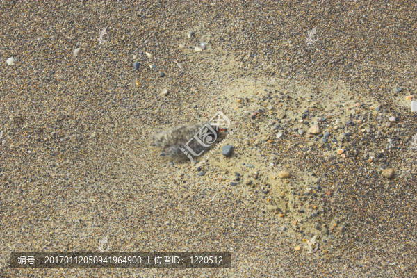 北極的小雞