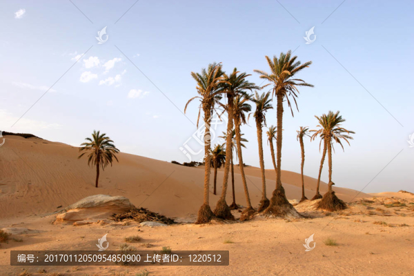 Sahara沙漠