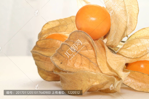 酸漿果實(shí)