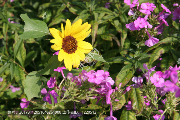 席家花園向日葵