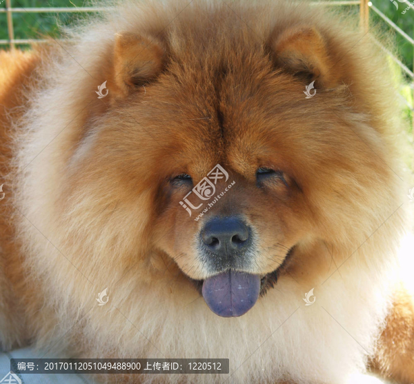 松獅犬