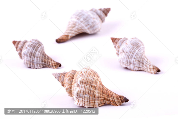 貝殼