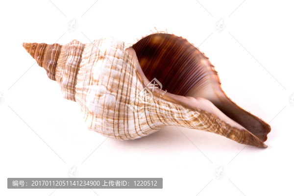 貝殼