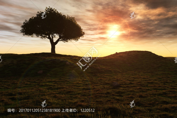 孤獨(dú)的樹(shù)在日落