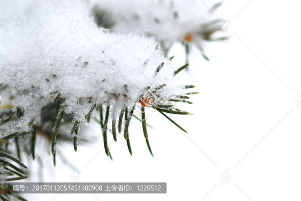 雪枝的背景