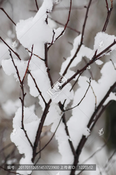 冰雪覆蓋的樹枝