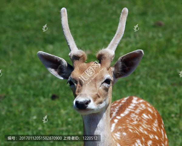 鹿