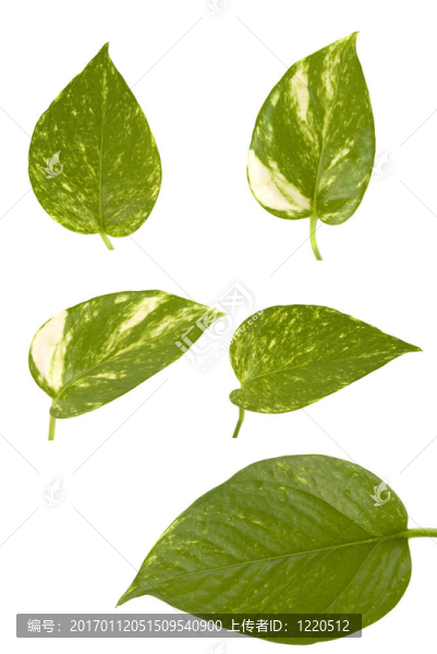 葉