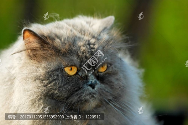 貓