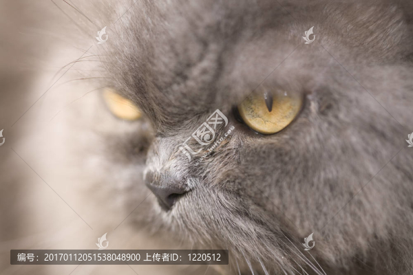 貓