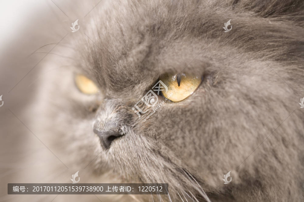 貓