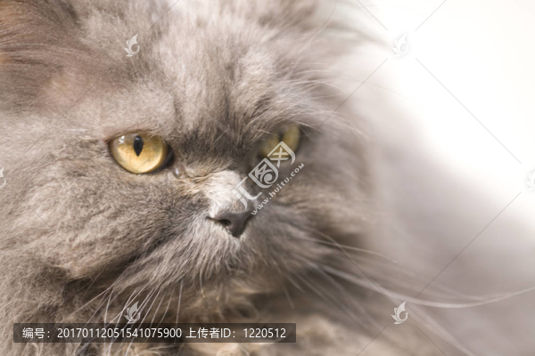 貓