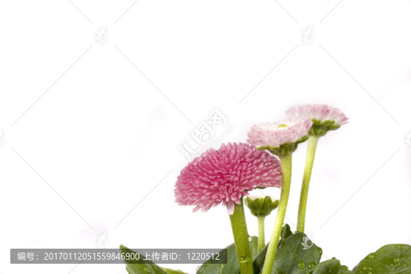 粉紅色的雛菊