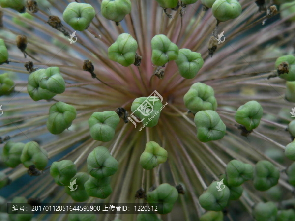 秋花